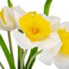 Штучний букет нарцисів "Муза" (латекс) білий 33 см
