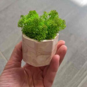 Кашпо з мохом міні HDS