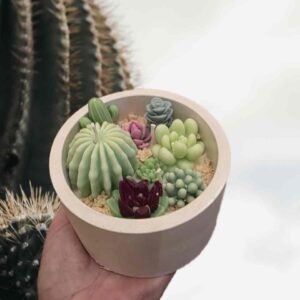 a791f6e3-3a95-47c8-a4ee-085cda8f3c2e.jpg Свічка ароматична Solodka "Кактуси" L в кашпо