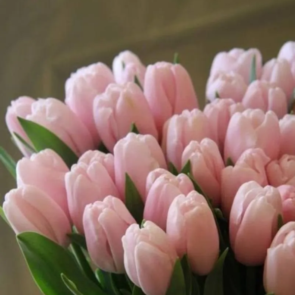 Тюльпани ТЕСТ