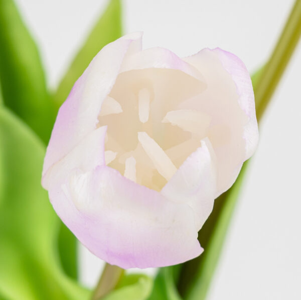 Штучний букет тюльпанів 5 бутонів/ 45 см "Весняна насолода" (латекс) біло-фіолетовий