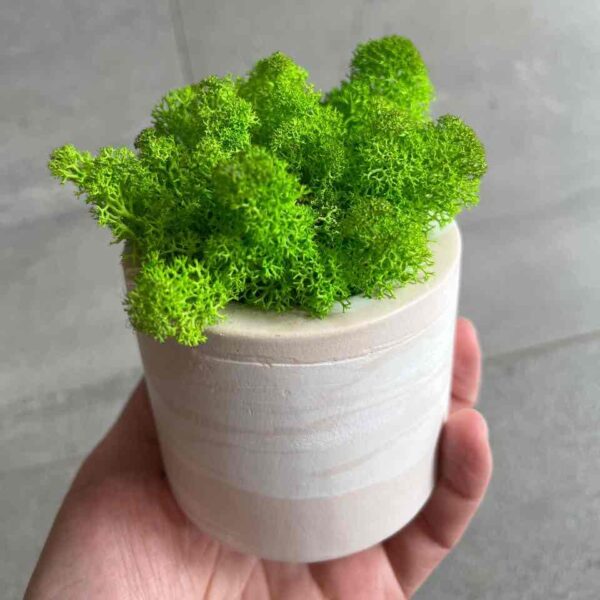 Кашпо з мохом велике HDS