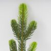 Декоративна гілка "Молода Ялина" 27 см
